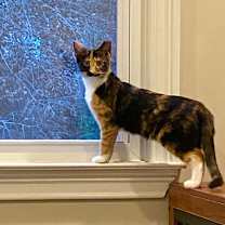 Thumbnail photo of Mochi #4