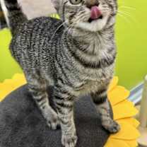 Thumbnail photo of Holly (Jollly) #2