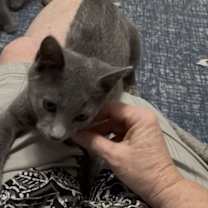 Thumbnail photo of Buzz #2