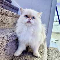 Thumbnail photo of Jasper #1