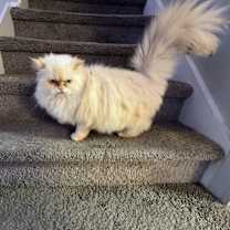 Thumbnail photo of Jasper #3