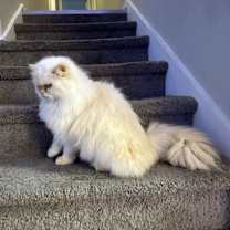 Thumbnail photo of Jasper #4