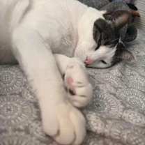 Thumbnail photo of Larry the Cat #2