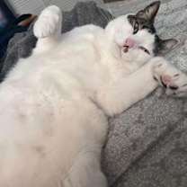 Thumbnail photo of Larry the Cat #3