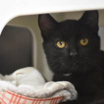 Thumbnail photo of Ganache #2