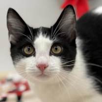 Thumbnail photo of Manny #2