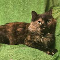 Thumbnail photo of Eruptodon #1