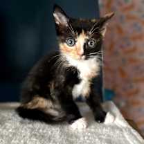 Thumbnail photo of Margarita #2