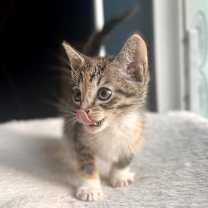 Thumbnail photo of Mimosa #2