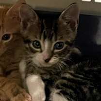 Thumbnail photo of Martini #2