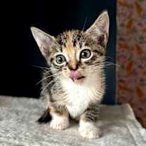 Thumbnail photo of Mimosa #3