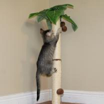 Thumbnail photo of Noodle #3