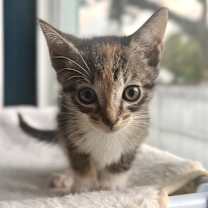 Thumbnail photo of Mimosa #4