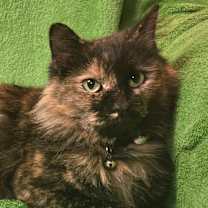 Thumbnail photo of Eruptodon #4