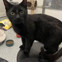 Thumbnail photo of Rocky #2