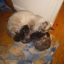 Thumbnail photo of **Cat Cafe** Libby #3