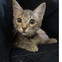 Thumbnail photo of Porsche #1