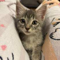 Thumbnail photo of Porsche #4