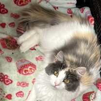 Thumbnail photo of Dragonfly #3