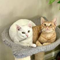 Thumbnail photo of BS Kitties : Shepherd #4