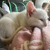 Thumbnail photo of Cotton #4