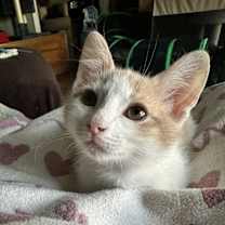 Thumbnail photo of Canvass #1