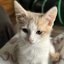 Thumbnail photo of Canvass #2