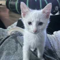 Thumbnail photo of Cotton #2