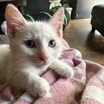 Thumbnail photo of Cotton #3