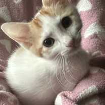 Thumbnail photo of Candy #3