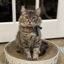 Thumbnail photo of Chai #4