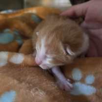 Thumbnail photo of Persephone #1