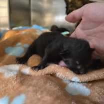 Thumbnail photo of Dionysus #1