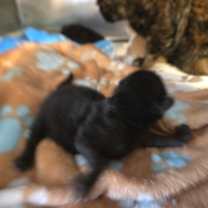 Thumbnail photo of Dionysus #2