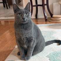 Thumbnail photo of Sage #1