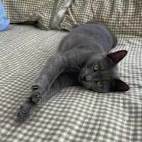 Thumbnail photo of Sage #3