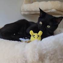 Thumbnail photo of Cyan #3