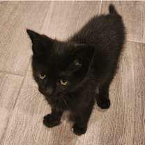 Thumbnail photo of Cyclone #2