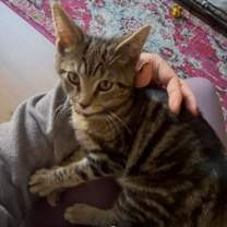 Thumbnail photo of Lightning #2