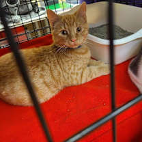 Thumbnail photo of Popcorn #3