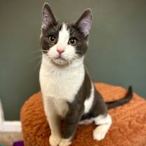 Thumbnail photo of Snocap #2