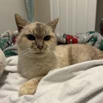 Thumbnail photo of Opal #1