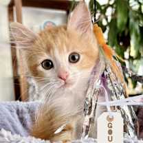 Thumbnail photo of Gouda #1