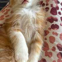 Thumbnail photo of Gouda #3