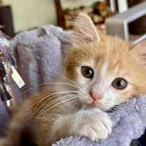 Thumbnail photo of Gouda #4