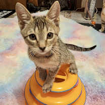 Thumbnail photo of Fang #2