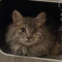 Thumbnail photo of McFloofers #2