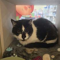 Thumbnail photo of Mama #1