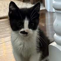 Thumbnail photo of Beddu #2