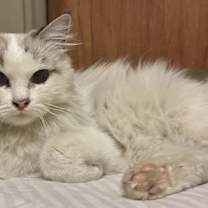 Thumbnail photo of Daphne #1